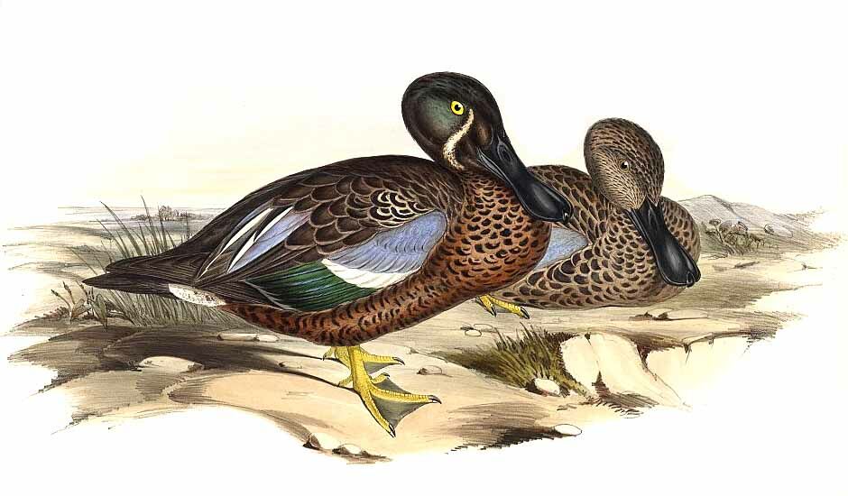 Australasian Shoveler