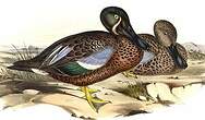 Canard bridé