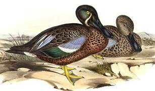 Australasian Shoveler