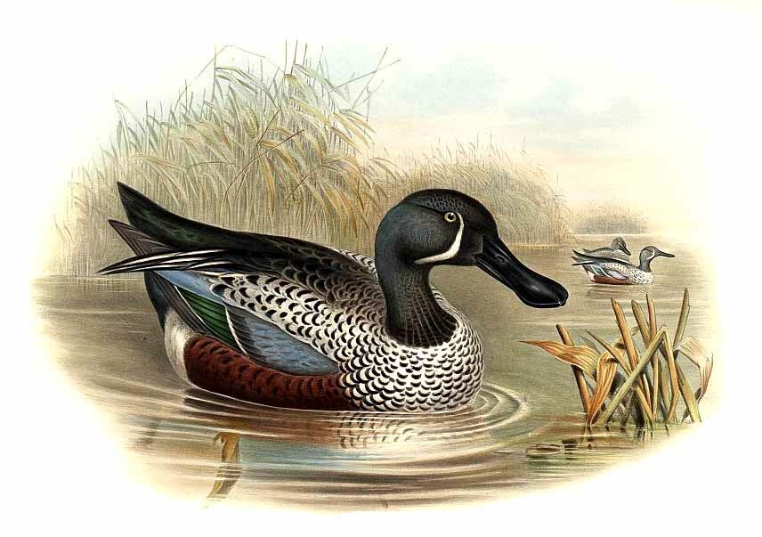 Australasian Shoveler