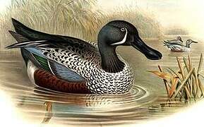 Australasian Shoveler