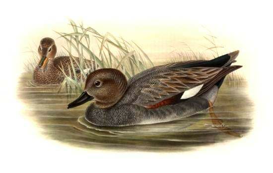 Gadwall