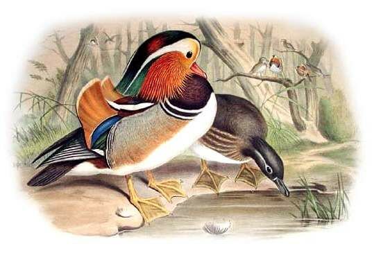 Mandarin Duck