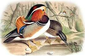 Mandarin Duck