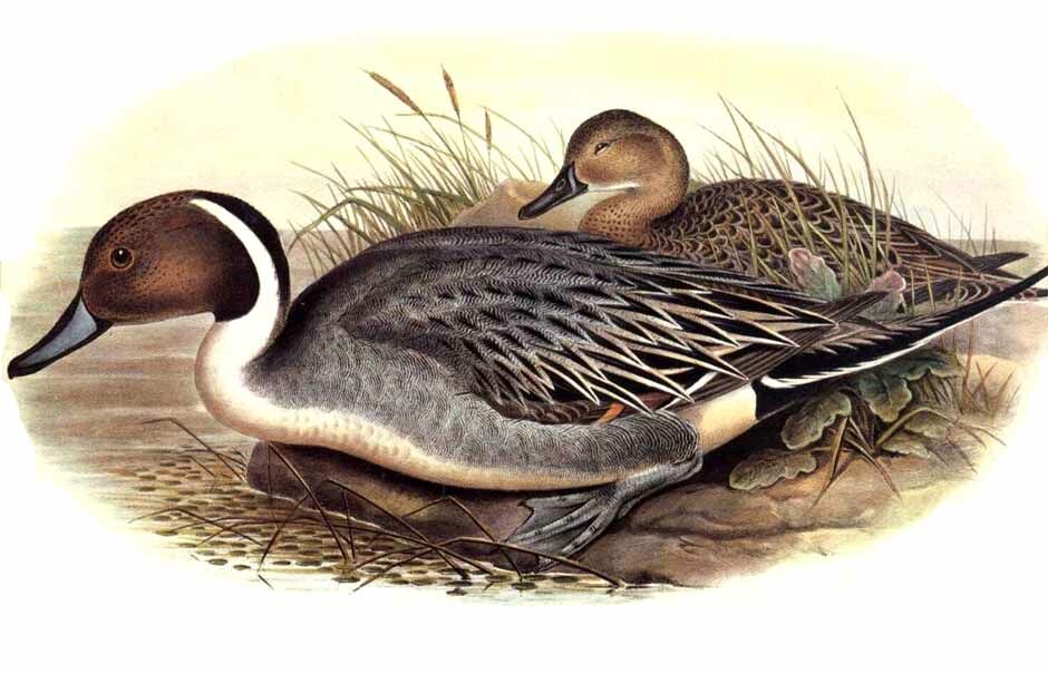 Northern Pintail