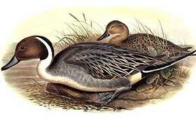 Northern Pintail