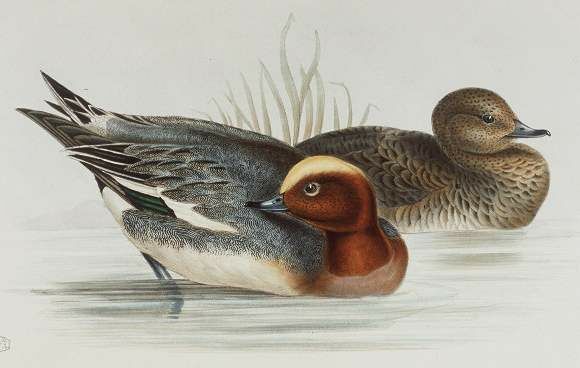 Eurasian Wigeon