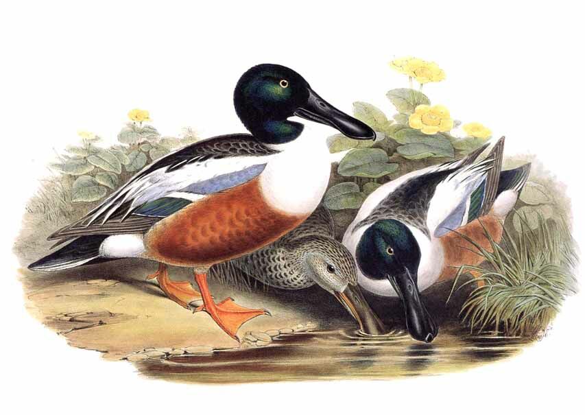 Canard souchet