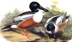 Northern Shoveler