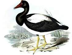 Magpie Goose