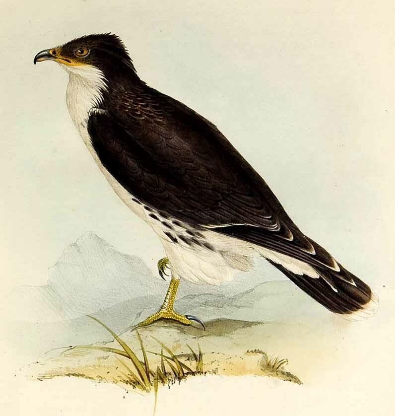 White-throated Caracara