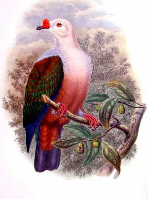 Red-knobbed Imperial Pigeon