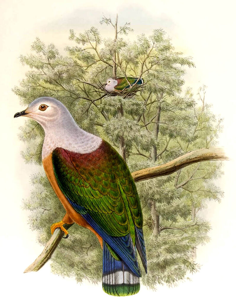 Finsch's Imperial Pigeon