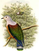 Finsch's Imperial Pigeon