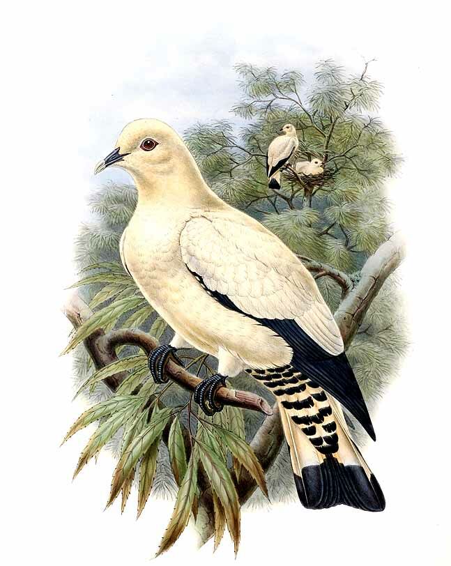 Yellowish Imperial Pigeon