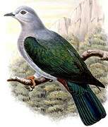 Island Imperial Pigeon