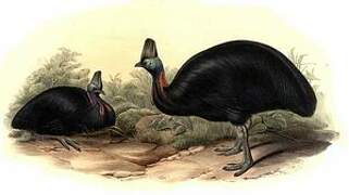 Southern Cassowary