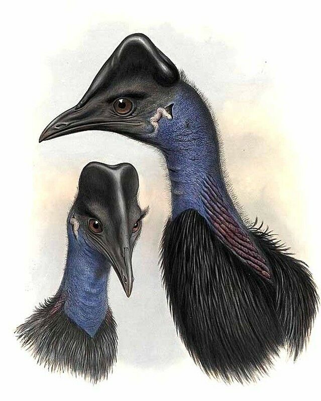 Dwarf Cassowary