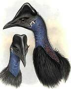 Dwarf Cassowary