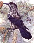 Spotted Nutcracker