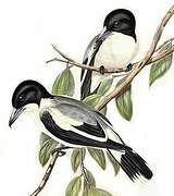 Grey Butcherbird