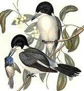 Grey Butcherbird