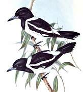 Pied Butcherbird