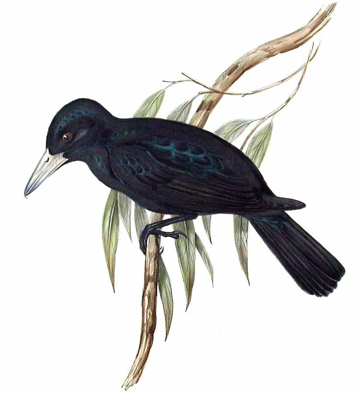 Black Butcherbird