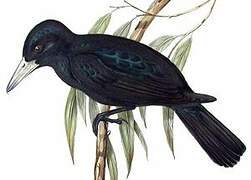 Black Butcherbird