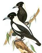 Australian Magpie