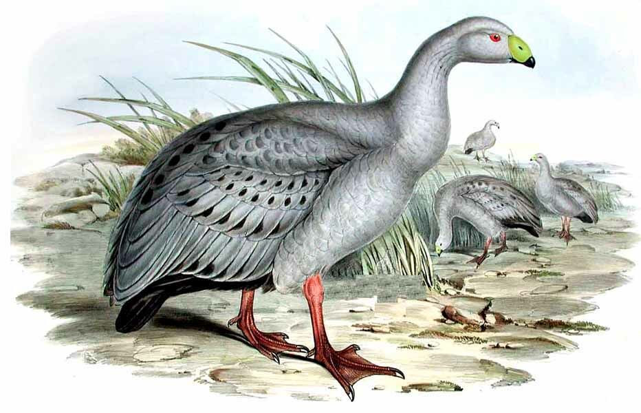 Cape Barren Goose