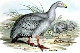 Cape Barren Goose