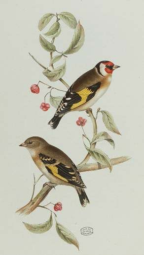 European Goldfinch