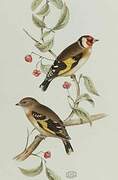 European Goldfinch