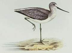 Common Greenshank