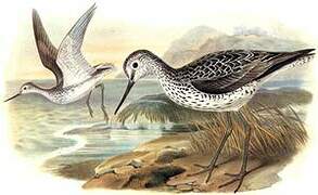 Common Greenshank