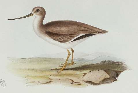 Terek Sandpiper