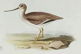 Terek Sandpiper