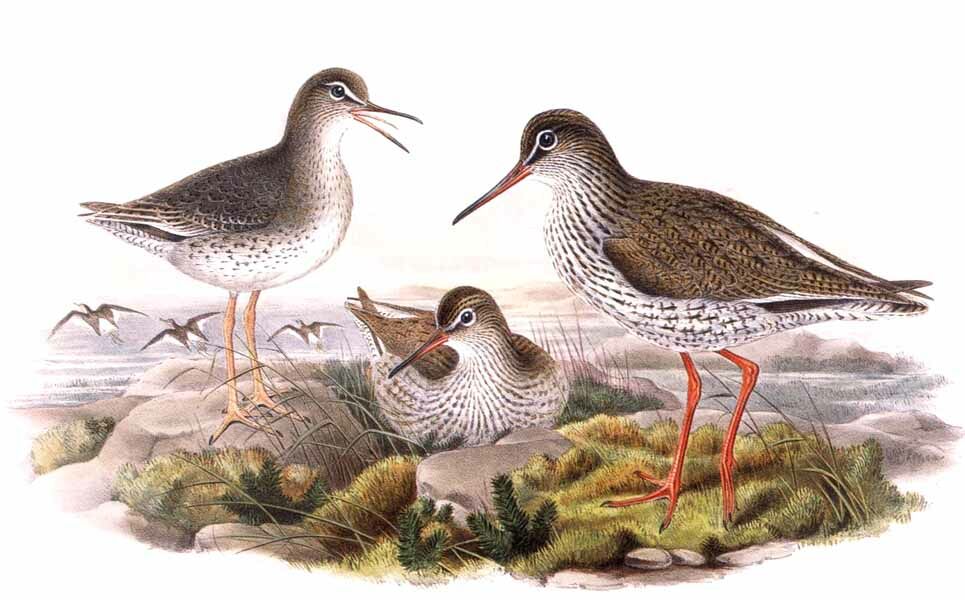 Common Redshank