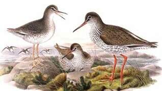 Common Redshank