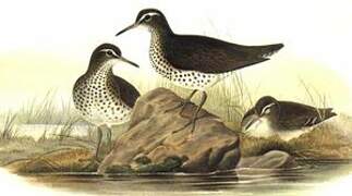 Spotted Sandpiper