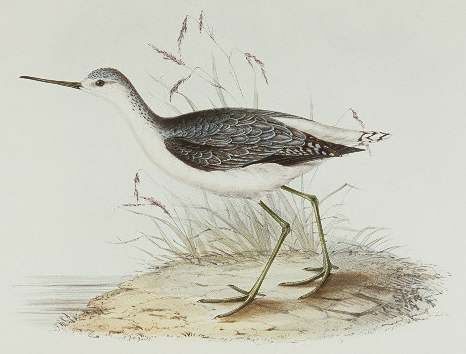 Marsh Sandpiper