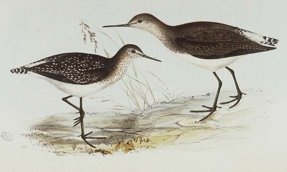 Wood Sandpiper