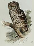 Strigiformes