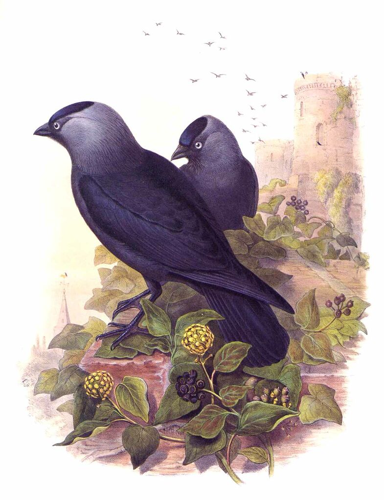 Western Jackdaw