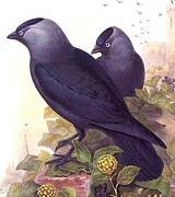 Western Jackdaw