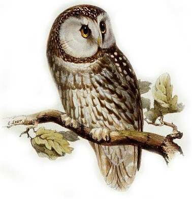 Boreal Owl