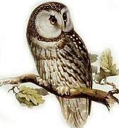 Boreal Owl