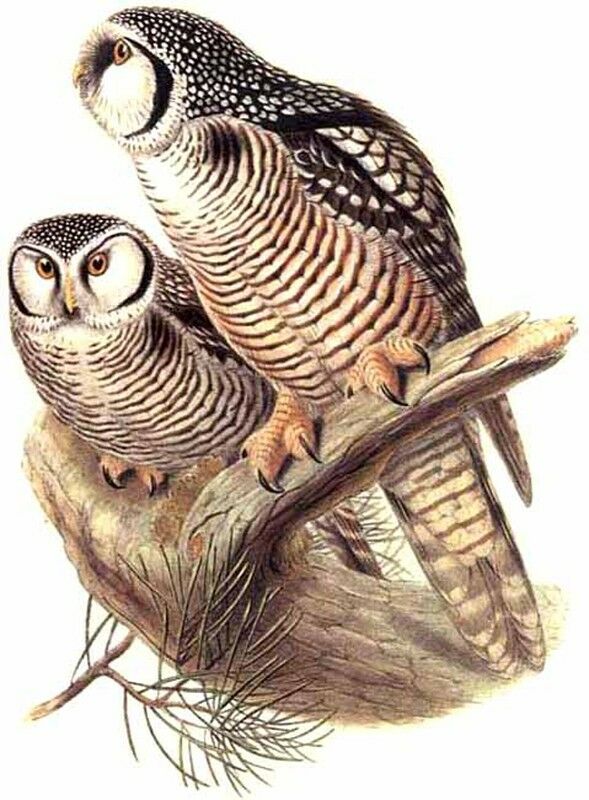 Northern Hawk-Owl