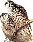 Northern Hawk-Owl